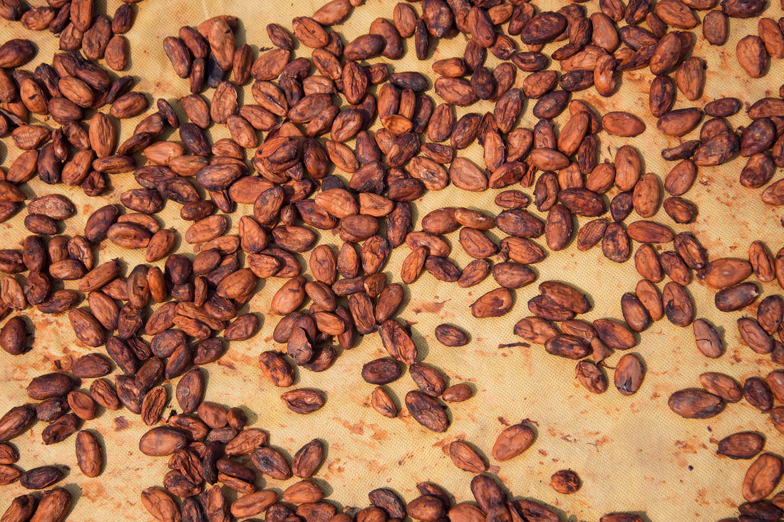 Check out these cacao benefits supported by scientific studies cited below!