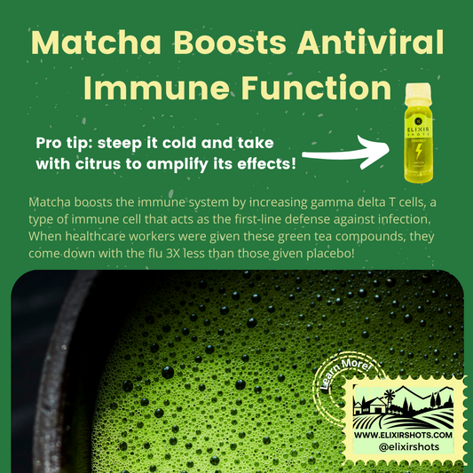 Matcha Boosts Antiviral Immune Function