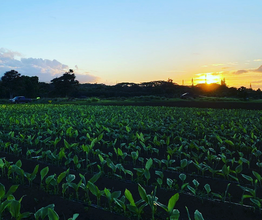 Regenerative Farming to it's Finest!  🌱