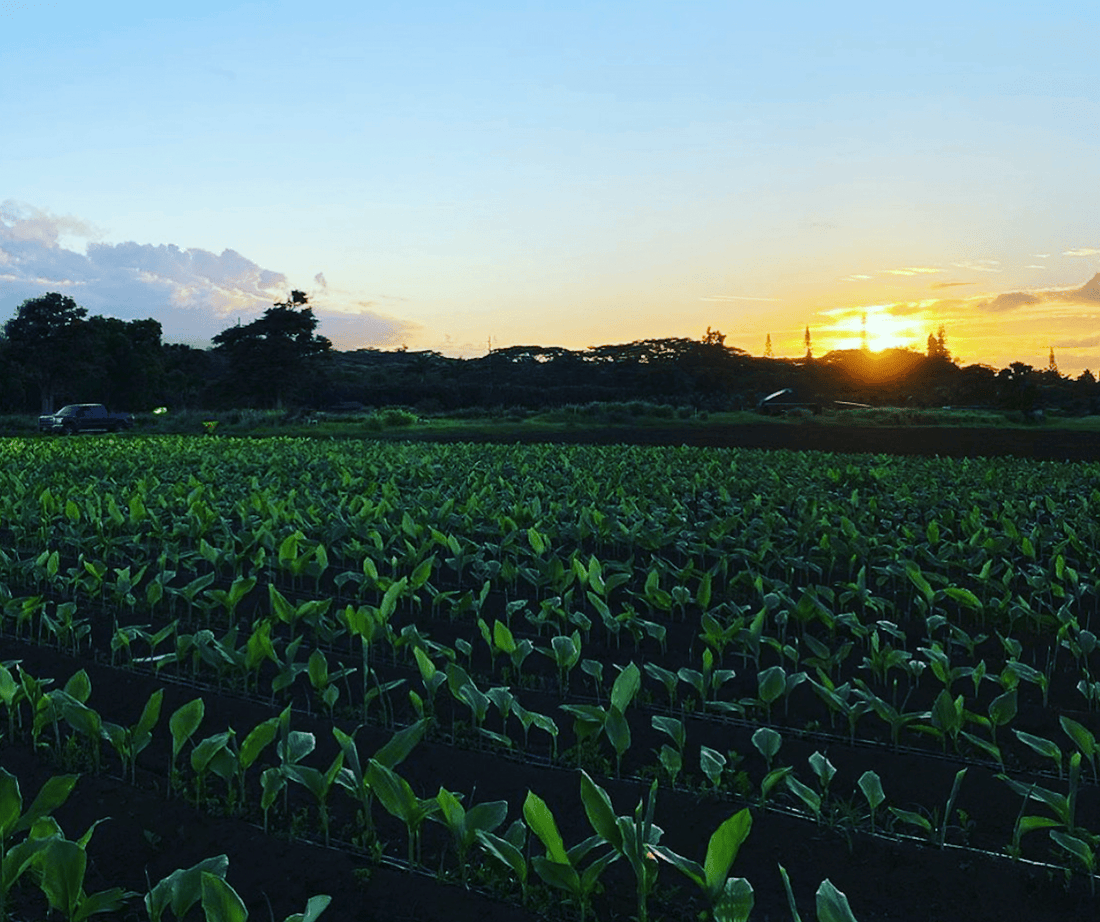 How a Wellness Shot Gets From Farm to Your Refrigerator