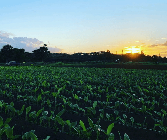 How a Wellness Shot Gets From Farm to Your Refrigerator