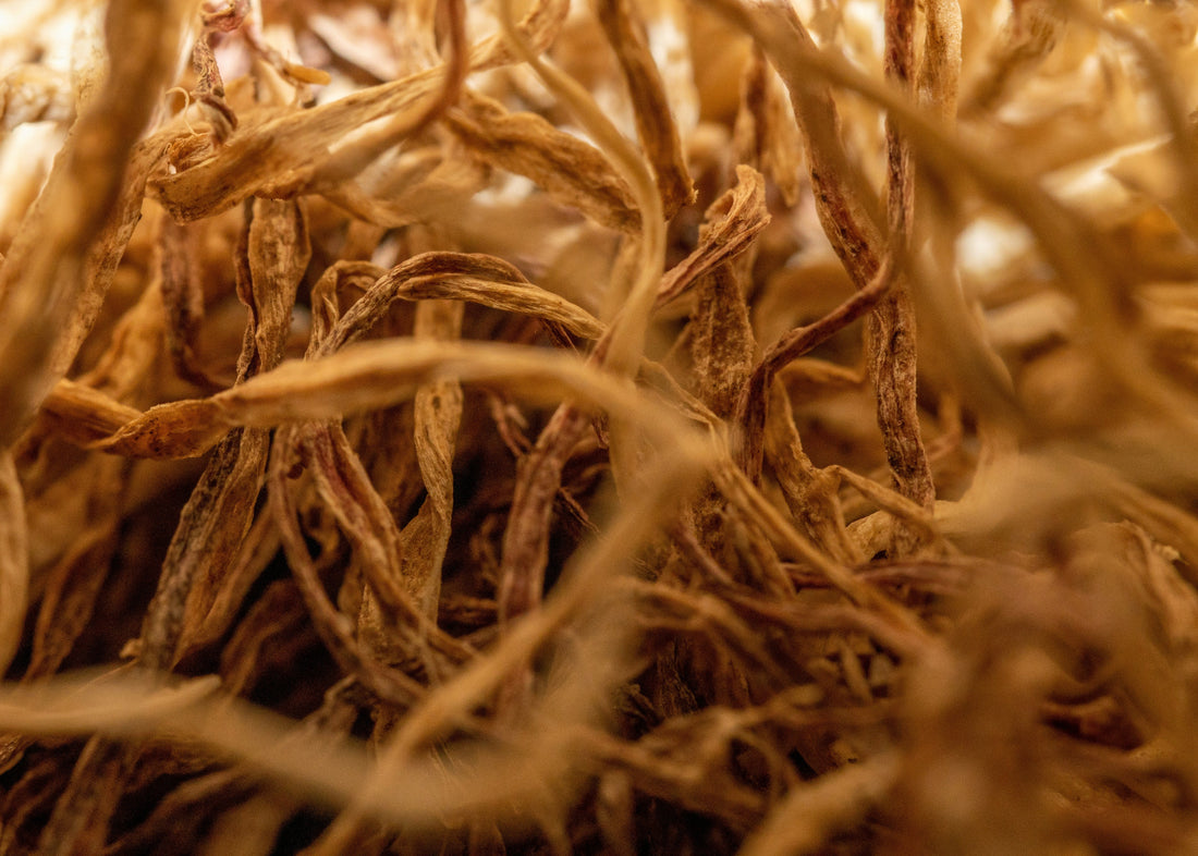 Chicory Root Fiber: a Surprising Ally for Gut Health