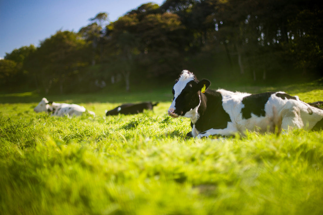 Why Grass-fed Bovine Collagen Is a Superior Choice