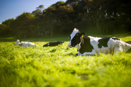 Why Grass-fed Bovine Collagen Is a Superior Choice