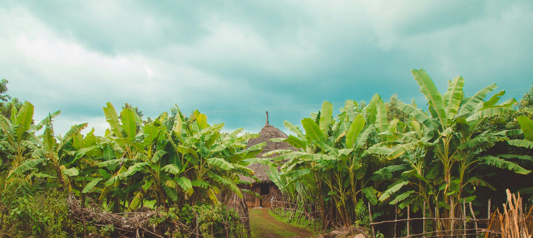 Tropical farm with lush plants