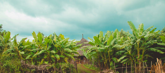 Tropical farm with lush plants