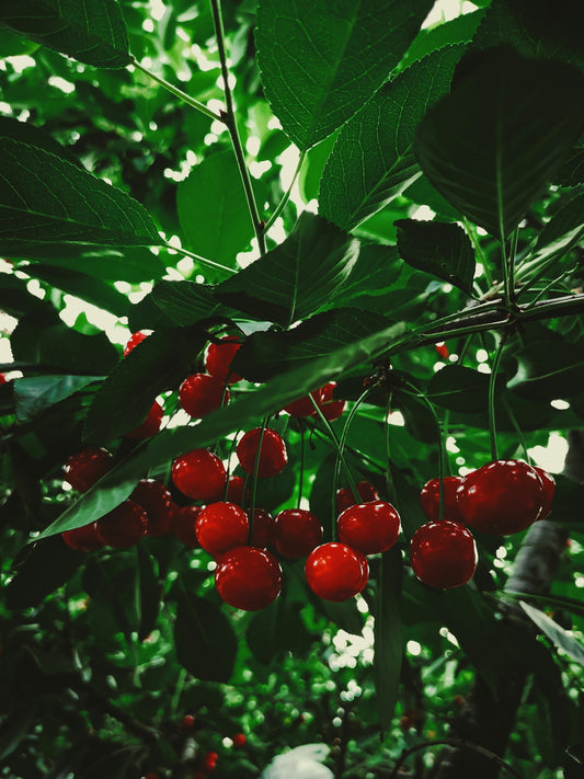 Acerola Cherry