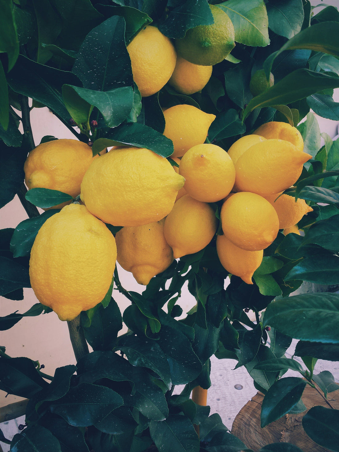 Why We Use Whole Lemons Instead of Lemon Juice Concentrate