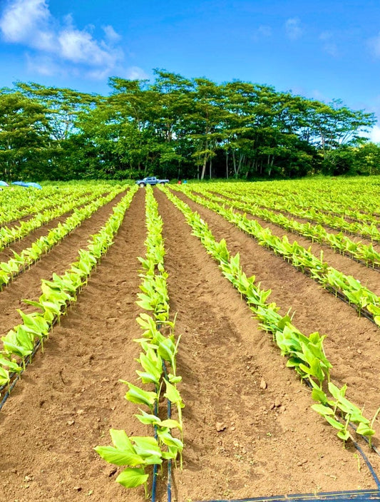 Elixir Shots Wellness Shots