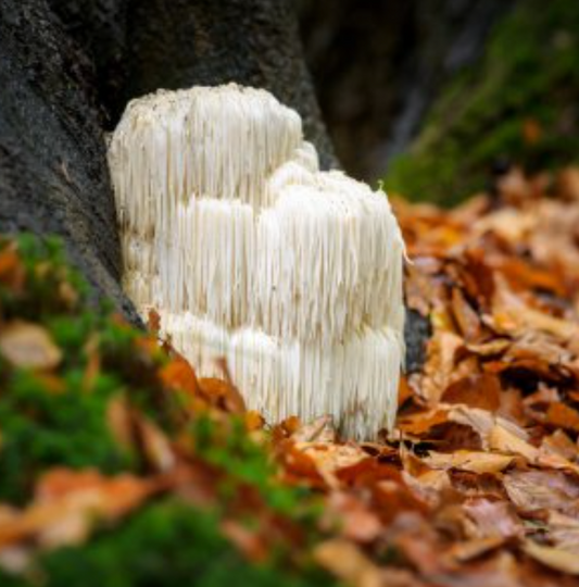 Lion’s Mane