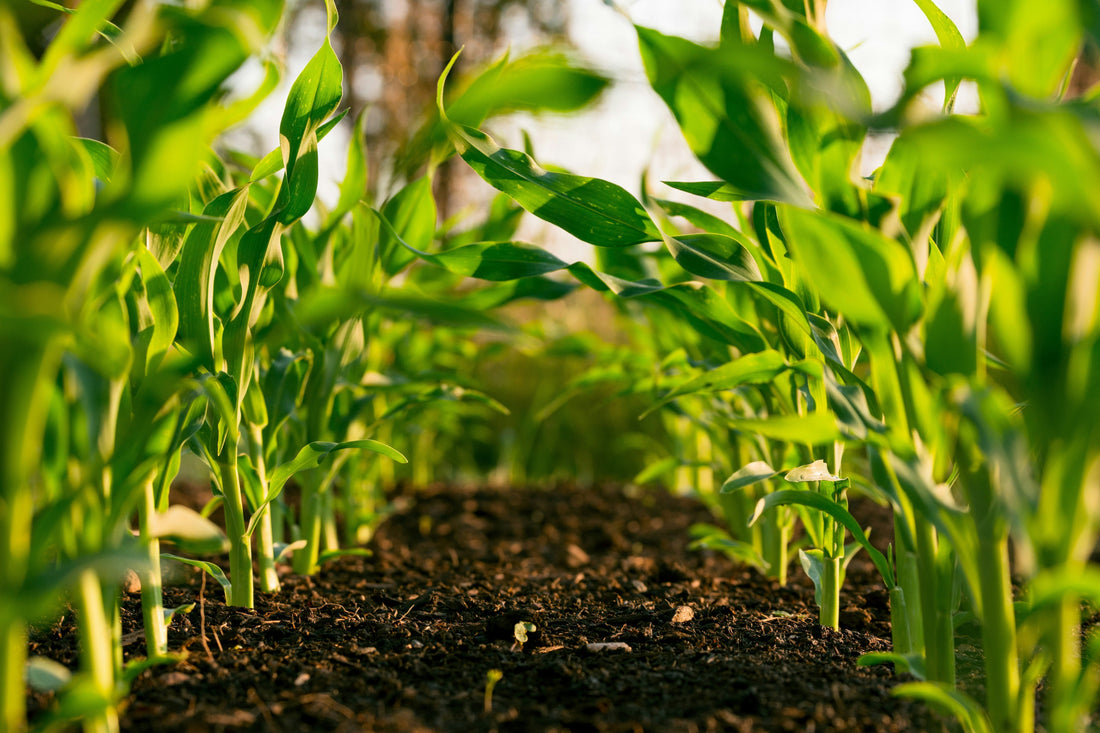Why Where an Ingredient Comes From Affects What It Does