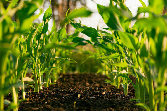Why Where an Ingredient Comes From Affects What It Does