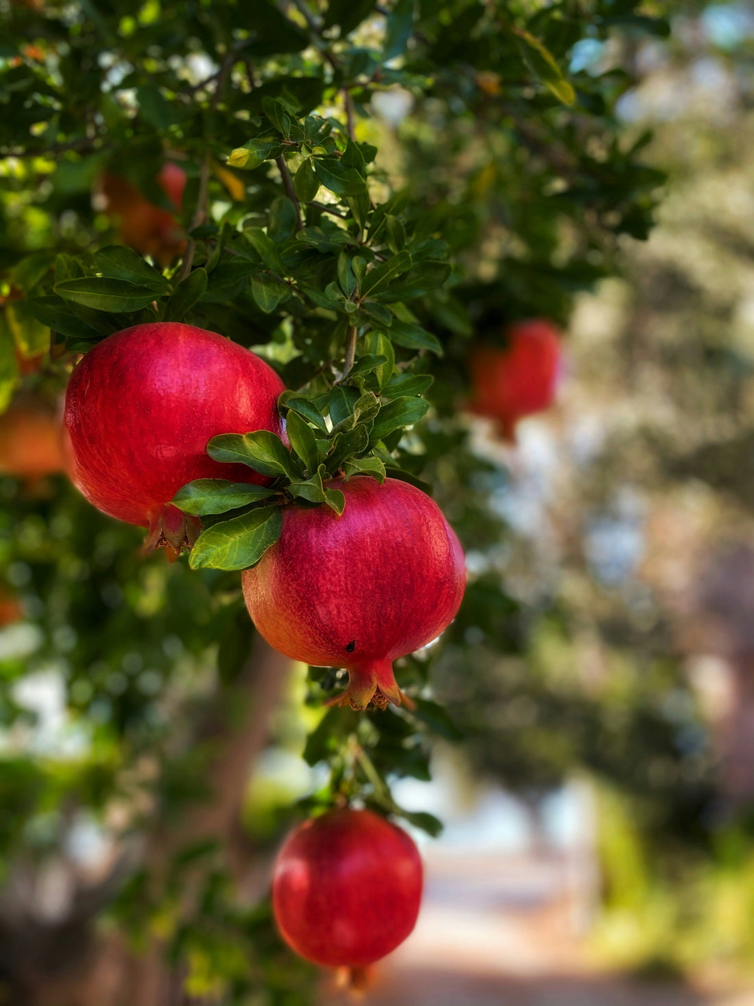 What Does Pomegranate Actually Taste Like?